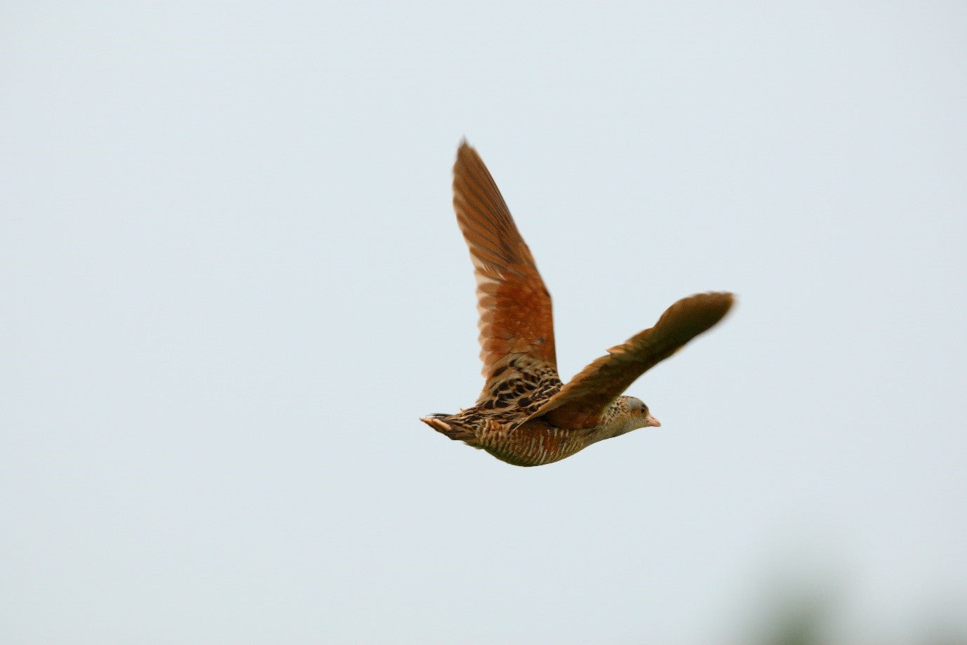 Our Distillery Friend, The Corncrake