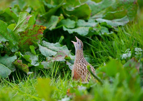 Our Distillery Friend, The Corncrake
